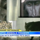 Image for article titled Ohio Widow Set to Reclaim Exotic Animals After Husband's October Suicide